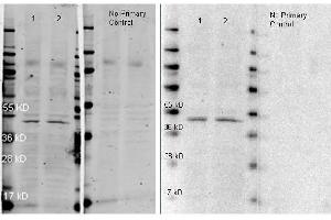 Western Blot of Goat anti-Rabbit IgG Peroxidase Conjugated Antibody. (Ziege anti-Kaninchen IgG (Heavy & Light Chain) Antikörper (HRP))