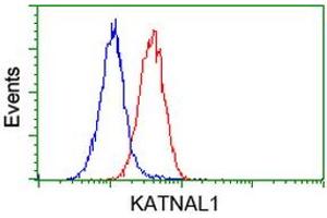 Flow cytometric Analysis of Hela cells, using anti-KATNAL1 antibody (ABIN2454320), (Red), compared to a nonspecific negative control antibody, (Blue). (KATNAL1 Antikörper)
