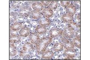 Immunohistochemistry of MTCH2 in mouse kidney tissue AP30569PU-N antibody at 5 μg/ml. (MTCH2 Antikörper  (N-Term))