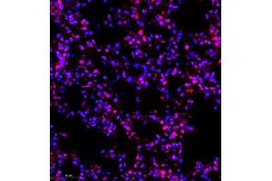 Immunofluorescence (Paraffin-embedded Sections) (IF (p)) image for anti-Ring Finger Protein 7 (RNF7) antibody (ABIN7075471)