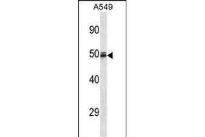 HEMGN Antibody (C-term) (ABIN657060 and ABIN2837887) western blot analysis in A549 cell line lysates (35 μg/lane). (HEMGN Antikörper  (C-Term))