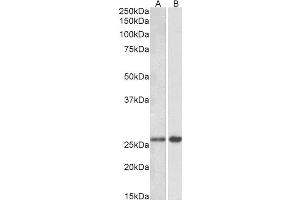 ABIN5539900 (0. (MOBKL3 Antikörper  (AA 137-151))