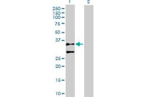 Western Blot analysis of ACTG2 expression in transfected 293T cell line by ACTG2 MaxPab polyclonal antibody. (ACTG2 Antikörper  (AA 1-376))