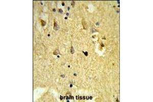 Formalin-fixed and paraffin-embedded human brain tissue reacted with SH3BGRL3 Antibody (Center), which was peroxidase-conjugated to the secondary antibody, followed by DAB staining. (SH3BGRL3 Antikörper  (AA 24-52))