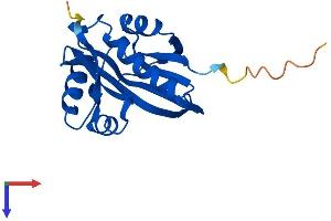 NAA50 Protein (AA 1-169) (His tag)
