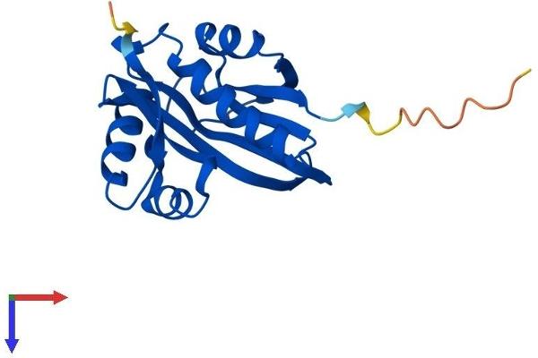 NAA50 Protein (AA 1-169) (His tag)