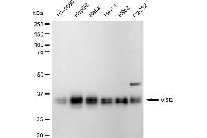 Western blotting analysis using MSI2 antibody (ABIN7799495). (Rekombinanter MSI2 Antikörper)
