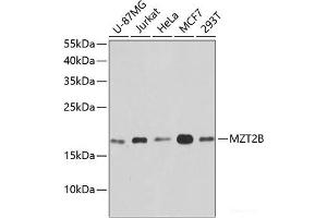 Western blot analysis of extracts of various cell lines using MZT2B Polyclonal Antibody at dilution of 1:1000. (MZT2B Antikörper)