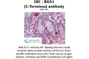 Image no. 1 for anti-Regulator of G-Protein Signaling 1 (RGS1) (C-Term) antibody (ABIN1738849) (RGS1 Antikörper  (C-Term))