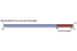 Image no. 2 for anti-Occludin (OCLN) (AA 396-507) antibody (ABIN968361) (Occludin Antikörper  (AA 396-507))