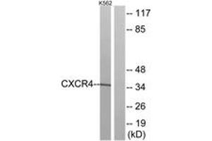 Western blot analysis of extracts from K562 cells, using CXCR4 Antibody. (CXCR4 Antikörper  (AA 300-349))