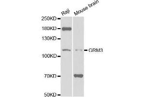 Western blot analysis of extracts of various cell lines, using GRM3 antibody. (Metabotropic Glutamate Receptor 3 Antikörper  (AA 23-170))