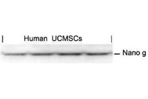 Western blot analysis of extracts from human Umbilical cord mesenchymal stem cell using Nanog. (Nanog Antikörper  (AA 137-141))