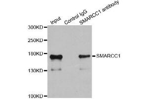 Immunoprecipitation analysis of 200ug extracts of 293T cells using 1ug SMARCC1 antibody.