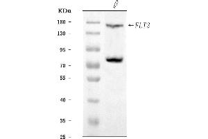 Western blot analysis of CD135/FLT3 using anti-CD135/FLT3 antibody (ABIN7602257).