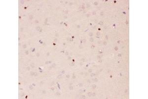 IHC-P staining of rat brain tissue (APEX1 Antikörper  (AA 2-318))