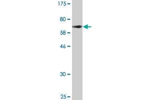 Western Blot detection against Immunogen (67. (RAGE Antikörper  (AA 23-404))