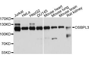 Western blot analysis of extracts of various cell lines, using OSBPL3 antibody (ABIN1874011) at 1:1000 dilution.