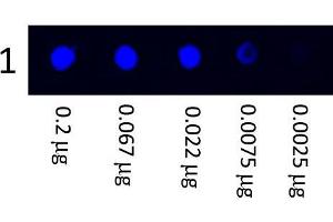 Dot Blot showing the detection of Human IgG. (Maus anti-Human IgG (Heavy & Light Chain) Antikörper (FITC) - Preadsorbed)
