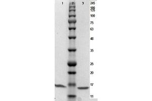 SDS-PAGE results of PARP1 (N-term ZF1) Control Protein.