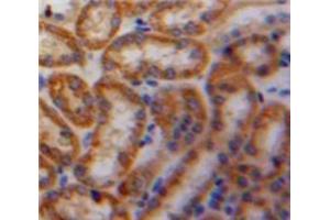 IHC-P analysis of Kidney tissue, with DAB staining. (PDGF-AA Homodimer (AA 90-190) Antikörper)