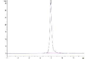 The purity of Human HGFA (pro form) is greater than 95 % as determined by SEC-HPLC.