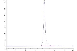 The purity of Human HGFA (pro form) is greater than 95 % as determined by SEC-HPLC. (HGFA Protein (AA 36-655) (His tag))
