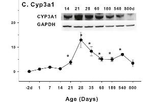 Age-related expression of CYP-3 family gene/proteins in livers of male rats. (CYP3A1 Antikörper  (AA 231-330))
