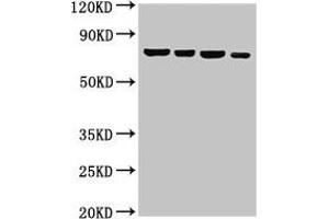 Western Blot Positive WB detected in: Hela whole cell lysate, U87 whole cell lysate, 293T whole cell lysate, Jurkat whole cell lysate All lanes: NFE2L3 antibody at 3 μg/mL Secondary Goat polyclonal to rabbit IgG at 1/50000 dilution Predicted band size: 77 kDa Observed band size: 77 kDa (NFE2L3 Antikörper  (AA 132-260))