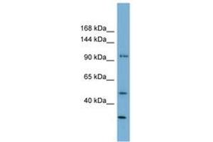 Image no. 1 for anti-Family with Sequence Similarity 35, Member A (FAM35A) (AA 71-120) antibody (ABIN6744170) (FAM35A Antikörper  (AA 71-120))