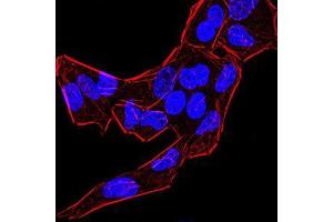 Immunofluorescence analysis of Hela cells using BMP4 mouse mAb. (BMP4 Antikörper  (AA 277-408))