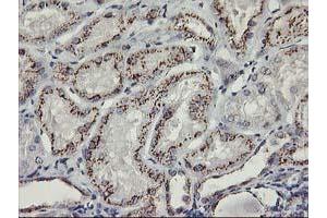 Immunohistochemical staining of paraffin-embedded Human Kidney tissue using anti-KCNJ3 mouse monoclonal antibody. (KCNJ3 Antikörper  (AA 279-501))