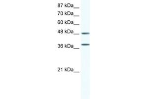 Western Blotting (WB) image for anti-Mitogen-Activated Protein Kinase 14 (MAPK14) antibody (ABIN2463689) (MAPK14 Antikörper)