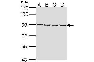 LETM1 Antikörper  (C-Term)