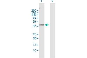 Western Blot analysis of INPP1 expression in transfected 293T cell line by INPP1 MaxPab polyclonal antibody. (INPP1 Antikörper  (AA 1-399))