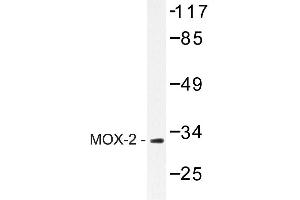 Image no. 1 for anti-Mesenchyme Homeobox 2 (MEOX2) antibody (ABIN272199) (MEOX2 Antikörper)