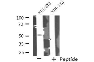 Western blot analysis of extracts from NIH/3T3 cells, using SEPT14 antibody. (Septin 14 Antikörper  (C-Term))
