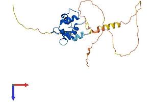 FEV Protein (AA 1-238) (His tag)