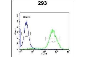 CCR1 Antibody (N-term) (ABIN651052 and ABIN2840048) flow cytometric analysis of 293 cells (right histogram) compared to a negative control cell (left histogram). (CCR1 Antikörper  (N-Term))