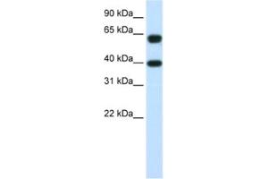Western Blotting (WB) image for anti-Nuclear RNA Export Factor 3 (NXF3) antibody (ABIN2462273)