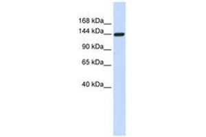 Image no. 1 for anti-Dishevelled Associated Activator of Morphogenesis 1 (DAAM1) (AA 396-445) antibody (ABIN6741284) (DAAM1 Antikörper  (AA 396-445))