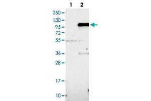 Western blot analysis of HEK293T cell lysate using IFI16 polyclonal antibody . (IFI16 Antikörper)