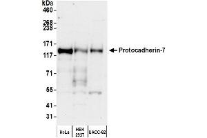 Western Blotting (WB) image for anti-Protocadherin 7 (PCDH7) (AA 1019-1069) antibody (ABIN7453275) (PCDH7 Antikörper  (AA 1019-1069))