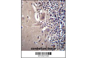 CRYBA1 Antibody immunohistochemistry analysis in formalin fixed and paraffin embedded human cerebellum tissue followed by peroxidase conjugation of the secondary antibody and DAB staining.