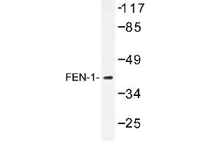 Image no. 1 for anti-Flap Structure-Specific Endonuclease 1 (FEN1) antibody (ABIN272186) (FEN1 Antikörper)