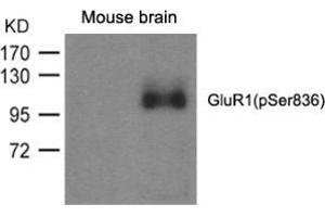 Western blot analysis of extracts from mouse brain and using GluR1 (phospho-Ser836). (Glutamate Receptor 1 Antikörper  (pSer836))
