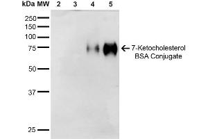 Western Blot analysis of 7-Ketocholesterol-BSA Conjugate showing detection of 67 kDa 7-Ketocholesterol-BSA using Mouse Anti-7-Ketocholesterol Monoclonal Antibody, Clone 3F7 . (7-Ketocholesterol (7-KC) Antikörper (Biotin))