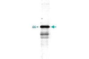 Western blot of whole rat spinal cord homogenate stained with Ina polyclonal antibody , at dilution of 1 : 20,000. (INA Antikörper)