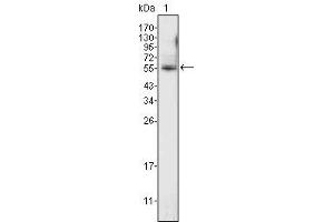 Western Blot showing using ETV4 antibody used against K562 cell lysate (1). (ETV4 Antikörper  (AA 50-109))