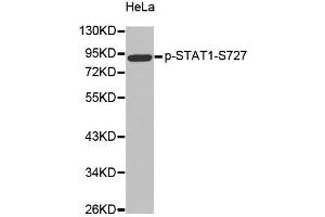 Western Blotting (WB) image for anti-Signal Transducer and Activator of Transcription 1, 91kDa (STAT1) (pSer727) antibody (ABIN1870637) (STAT1 Antikörper  (pSer727))
